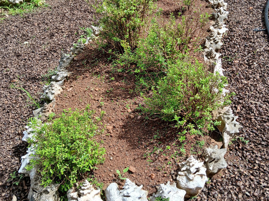 Laura's Herb & Spice Garden-St. George's必去景点