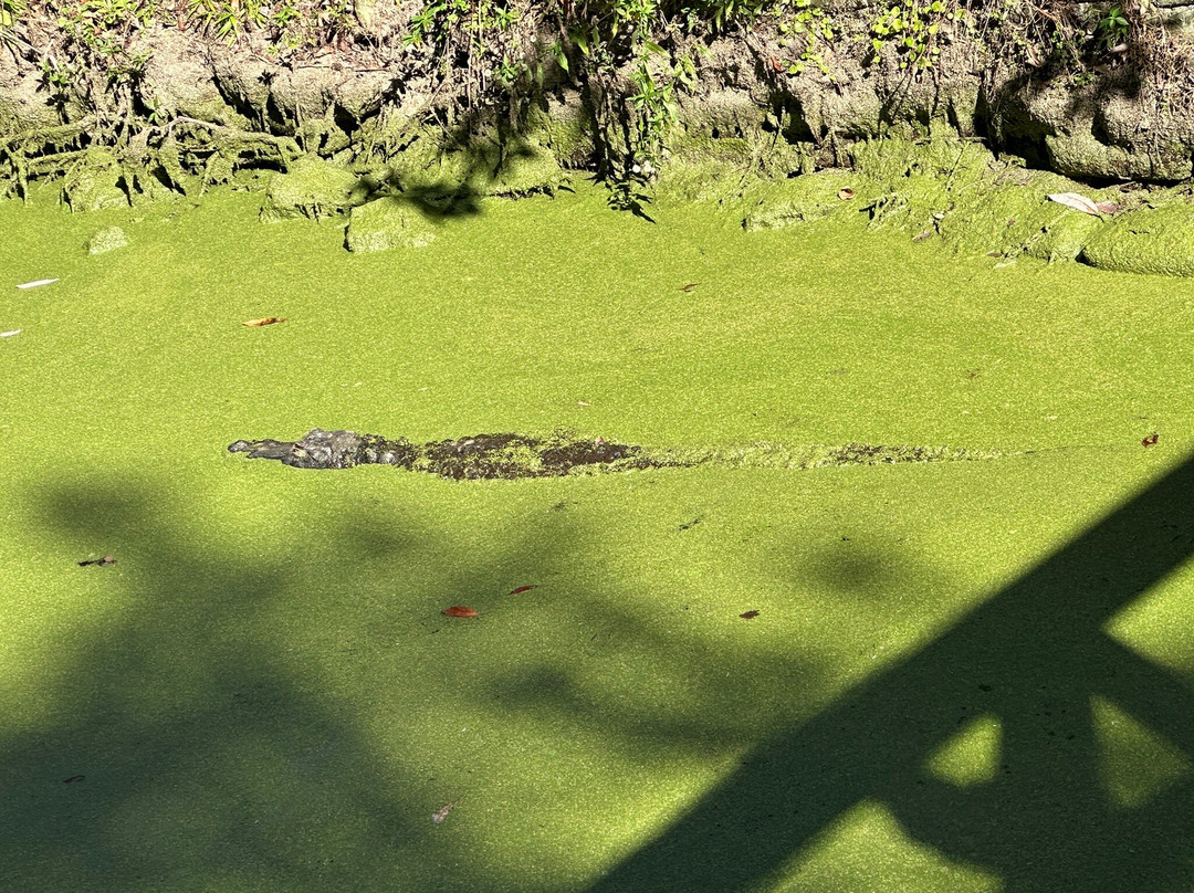 Homosassa springs wildlife park-Homosassa Springs必去景点