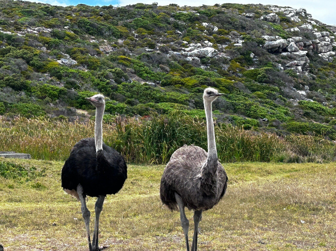 Grapes of Good Hope-开普敦必去景点
