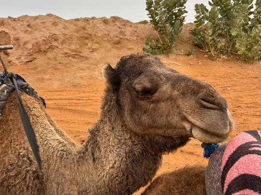 Private Morocco Driver-马拉喀什必去景点