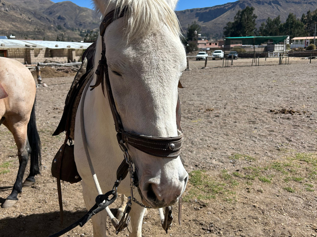 Hosteria & Spa Tradicion Colca主图