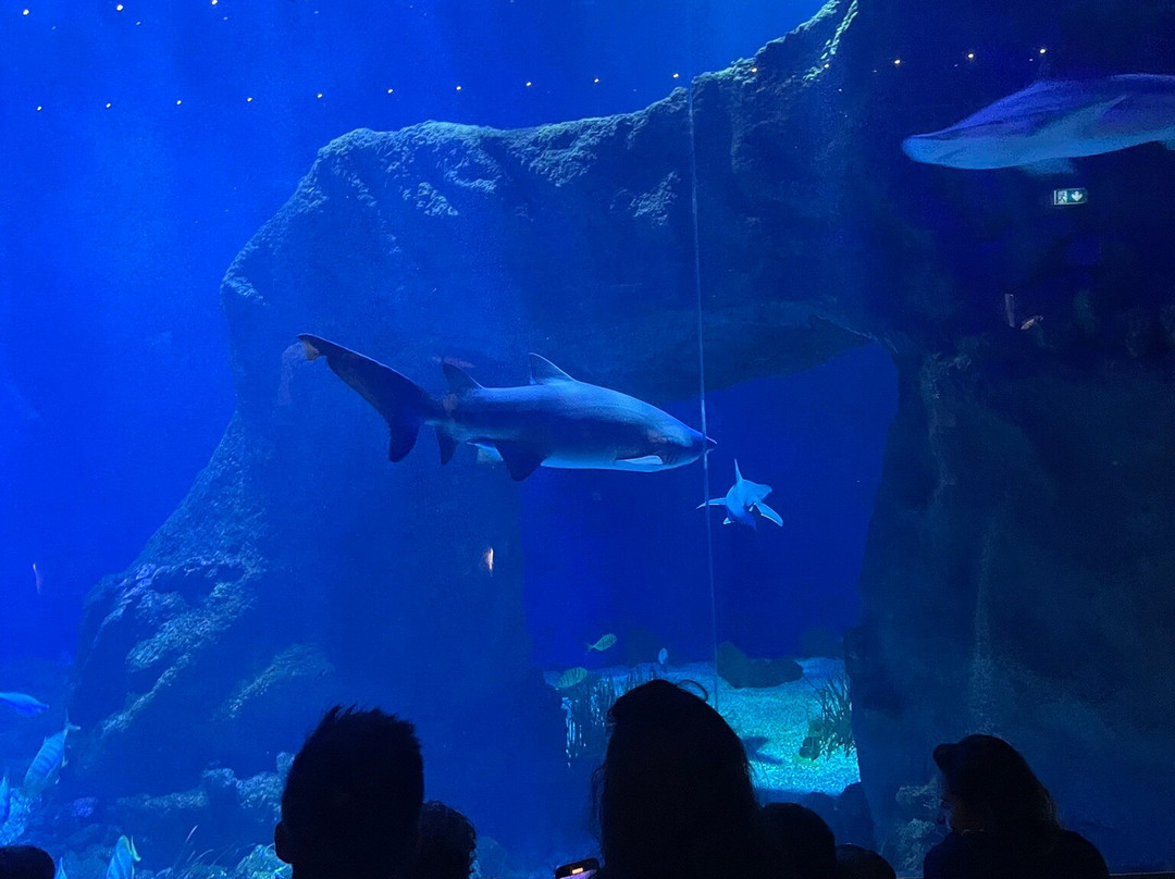 Aquarium Oniria-卡内鲁西永必去景点