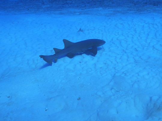 Dressel Divers Playa Del Carmen-普拉亚德尔卡曼必去景点