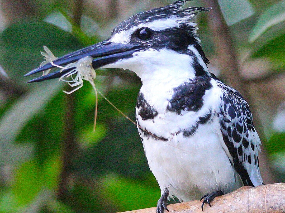 Kotu Bridge (Bird watching)-塞瑞库达必去景点
