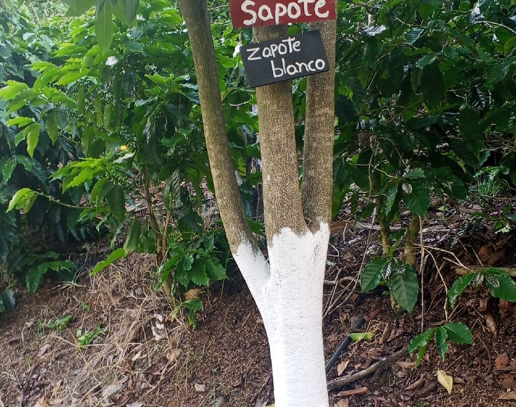 Vilcaroma Coffee-Vilcabamba必去景点