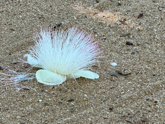 Roman Life Ayurveda Resort主图