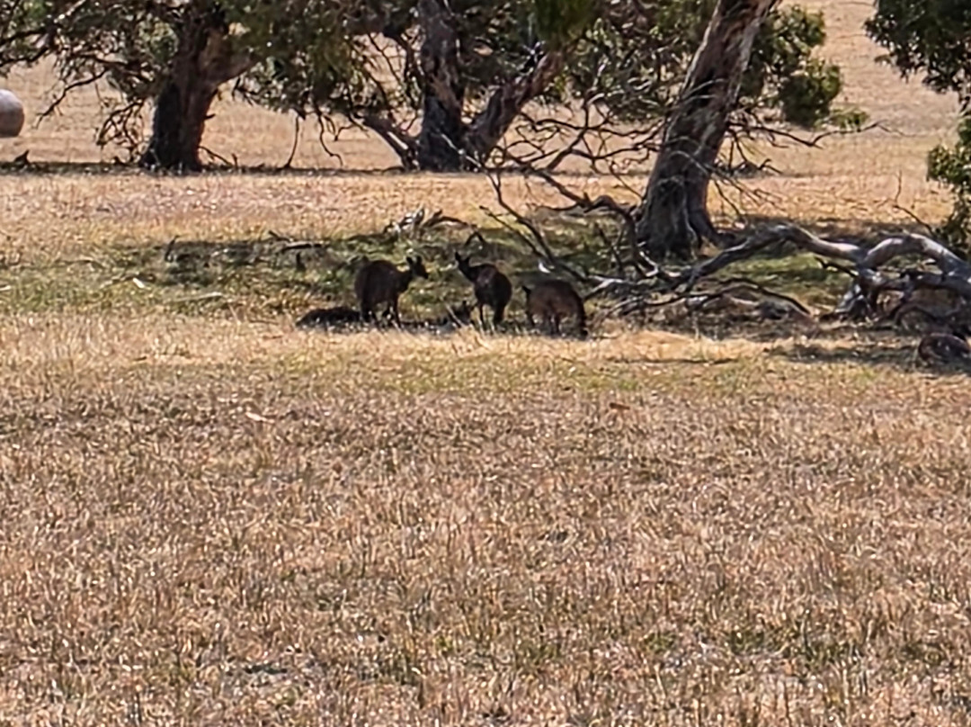 Softfoot Farm & Wildlife Park-Hindmarsh Valley必去景点