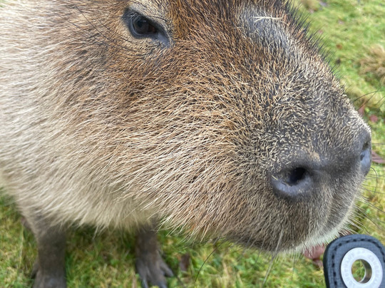 Secret Valley Wildlife Park-韦克斯福德必去景点