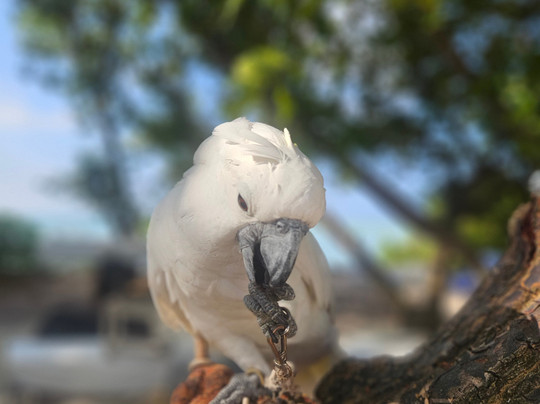 Water Cloud Mathiveri