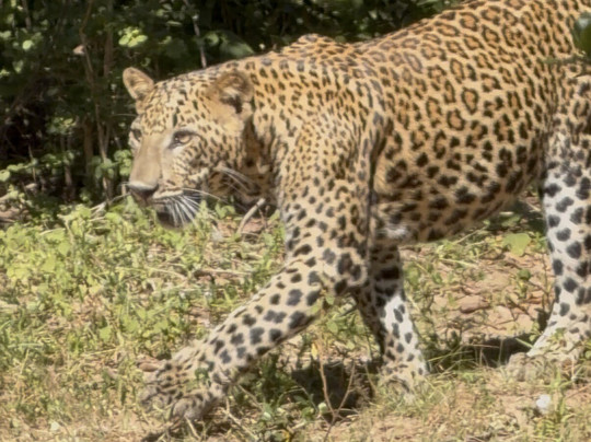 Spotting Trails-雅拉国家公园必去景点