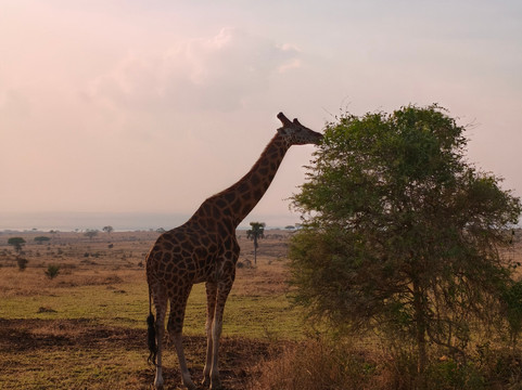 Kazinga Channel Safaris (Uganda)-坎帕拉必去景点