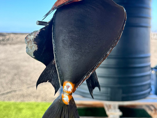 Top Shot Spearfishing-凯鲁瓦-柯纳必去景点