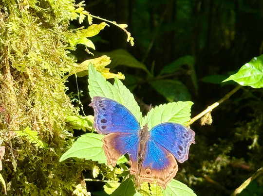 Nkuringo Safaris-布恩迪难以穿越的国家公园必去景点