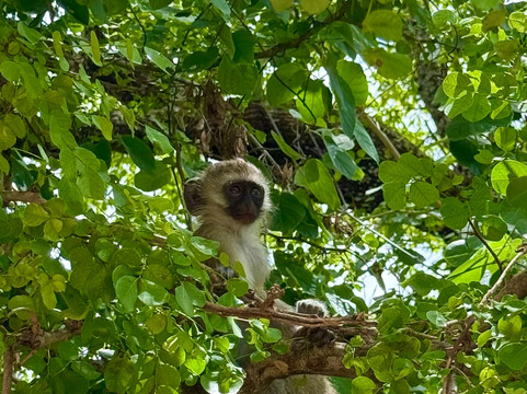 African Skies Tanzania-阿鲁沙必去景点