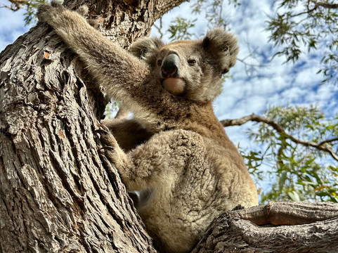 Mikkira Station Koala Sanctuary-Port Lincoln必去景点