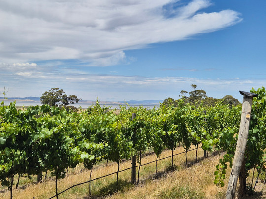 Lerida Estate-堪培拉必去景点