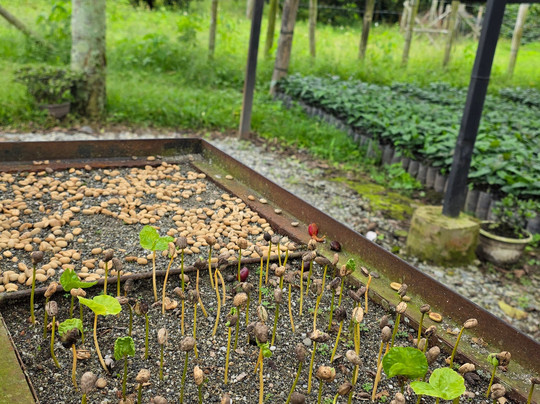 Café La Morelia-El Caimo必去景点