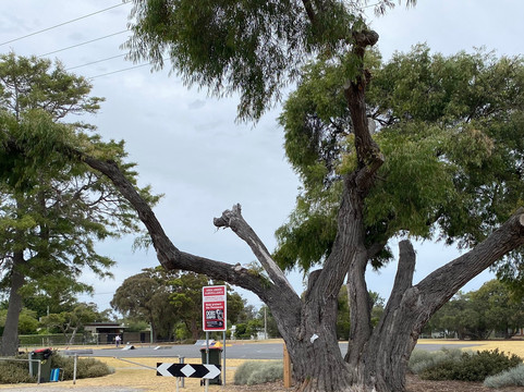 Romney Park-Tootgarook必去景点