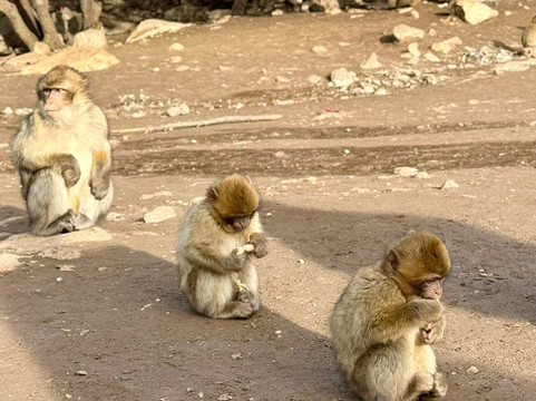 Cèdre Gouraud-Azrou必去景点