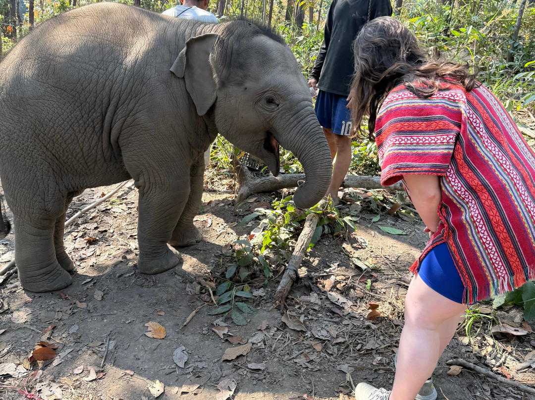 丛林天堂大象园-Mae Win必去景点