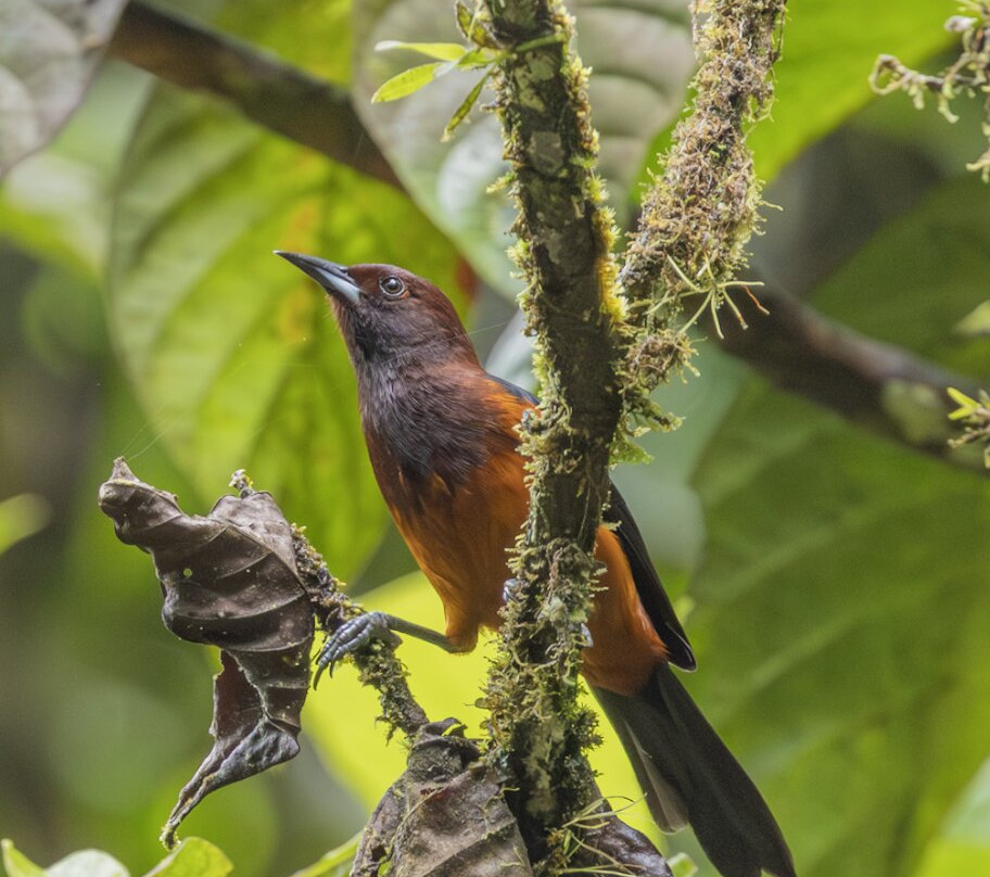 Domaine d'Emeraude-Le Morne-Rouge必去景点