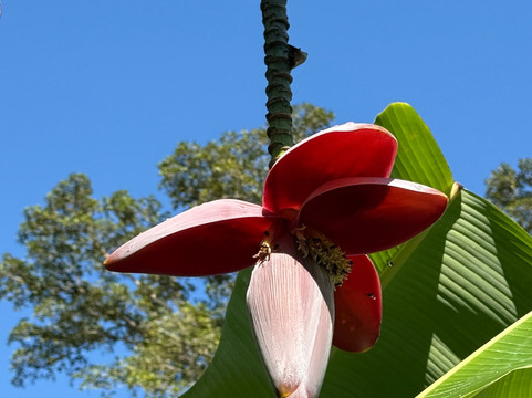 Maratopia-利蒙港必去景点