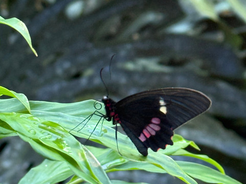 Royal Butterflies-哈科必去景点