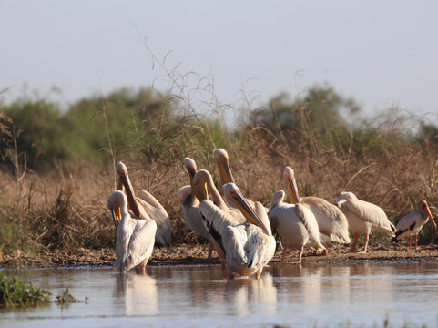 朱吉鸟类保护区-圣路易必去景点