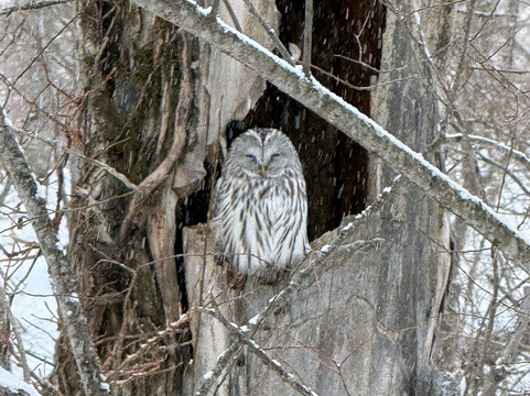 钏路市湿原展望台-钏路市必去景点