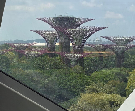 擎天树丛-新加坡必去景点