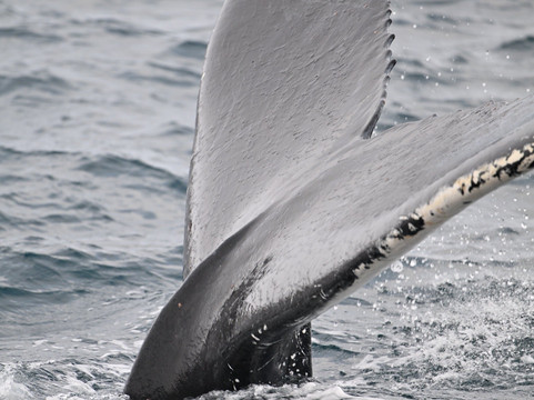 Whale Watching Hauganes-Hauganes必去景点