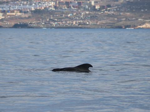 Atlantic Eco Experience | Whale Watching Tenerife-奥德杰海岸必去景点
