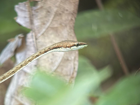 Paddle 9-哥斯达黎加安东尼奥国家公园必去景点