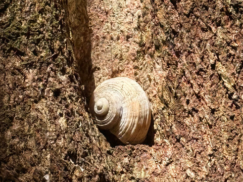 Mauritian Wildlife Foundation (MWF)-Vacoas必去景点