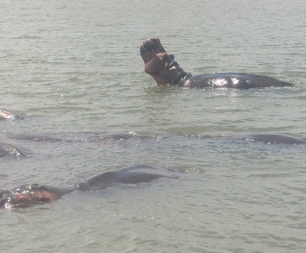 Shoreline Hippo and Croc Cruises-圣露西亚必去景点