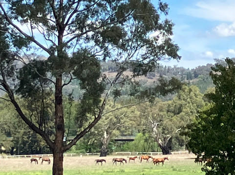 Gooree Park Mudgee-马奇必去景点