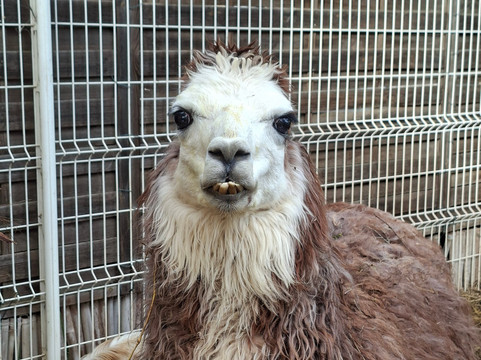 Les Animaux De Fairytale-Cap-d'Agde必去景点