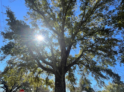 The Tree That Owns Itself-Eufaula必去景点