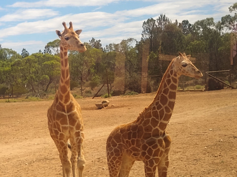 Monarto Safari Park-Monarto必去景点