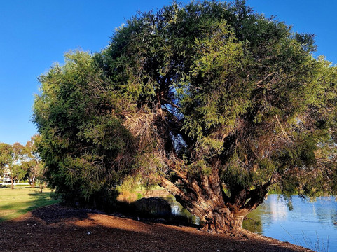 Sir James Mitchell Park-南珀斯必去景点