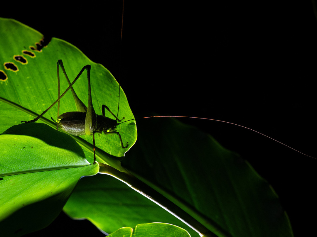 Wild Eye-弗维斯必去景点