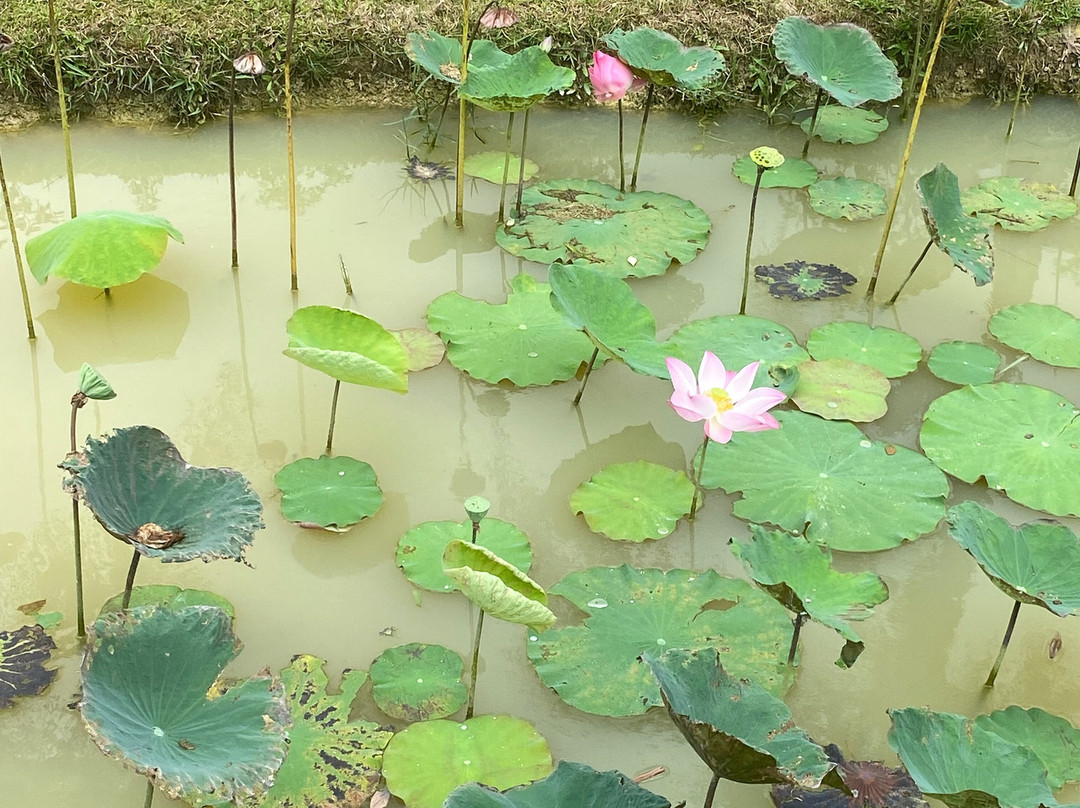 Old Phuket Farm-Thep Krasattri必去景点