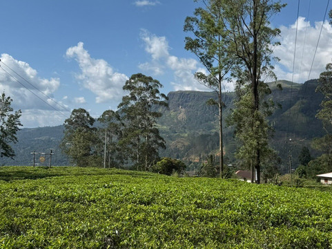 Sri Lanka Dream Tour-尼甘布必去景点