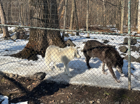 Lakota Wolf Preserve-Columbia必去景点