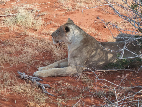 Discovery Kenya con Fragola-瓦塔木必去景点