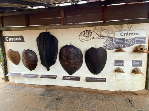 Projeto Tamar-普拉亚多海滩必去景点