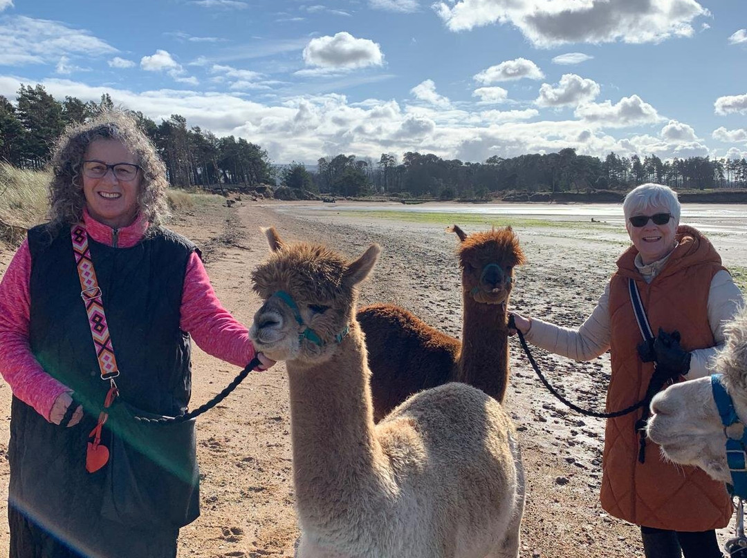 John Muir Alpacas-Dunbar必去景点