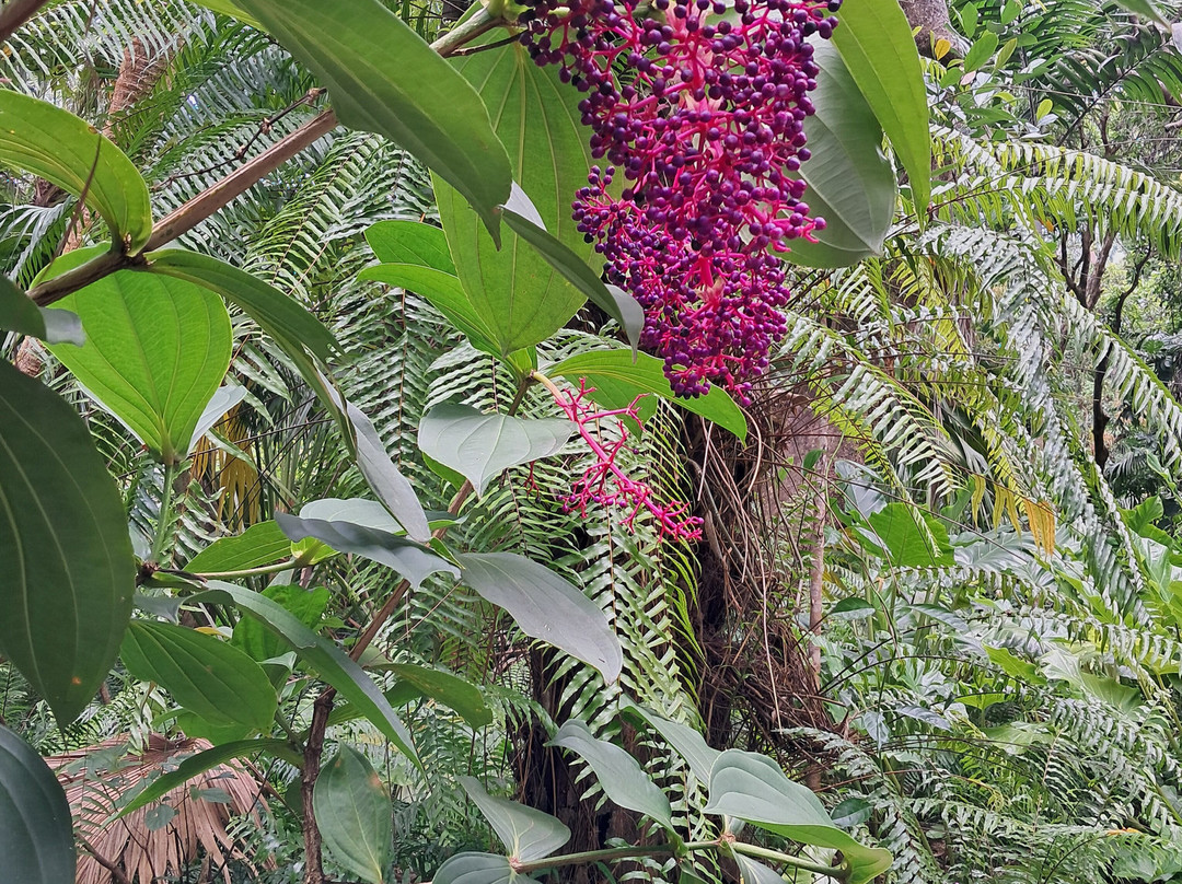 Jardin des Parfums et des Epices-Saint-Philippe必去景点