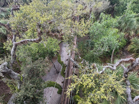 Myakka Canopy Walkway-萨拉索塔必去景点