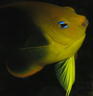 Sea Saba Dive Center-Windwardside必去景点